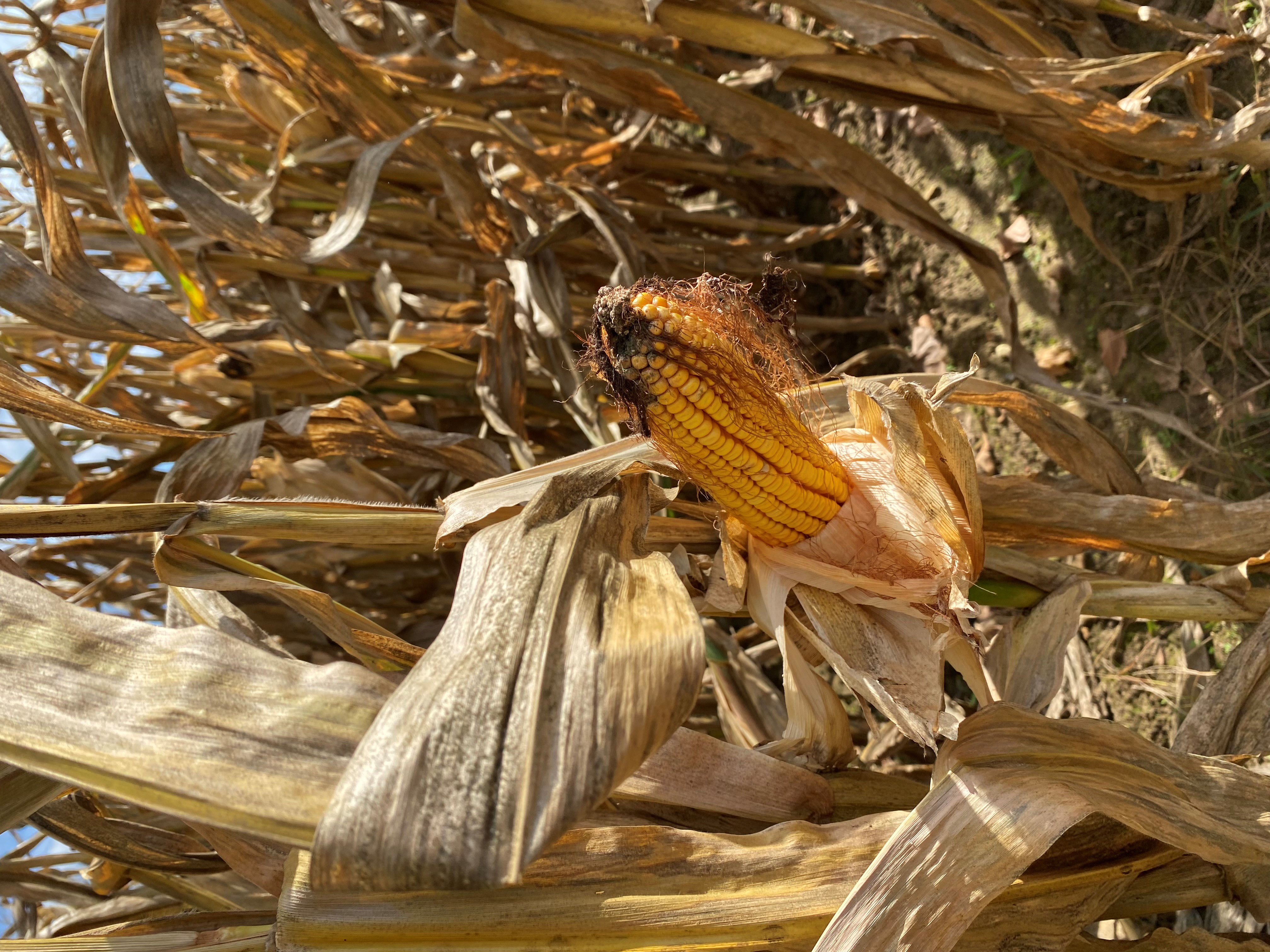 panouille prete récolte panouille prete récolte