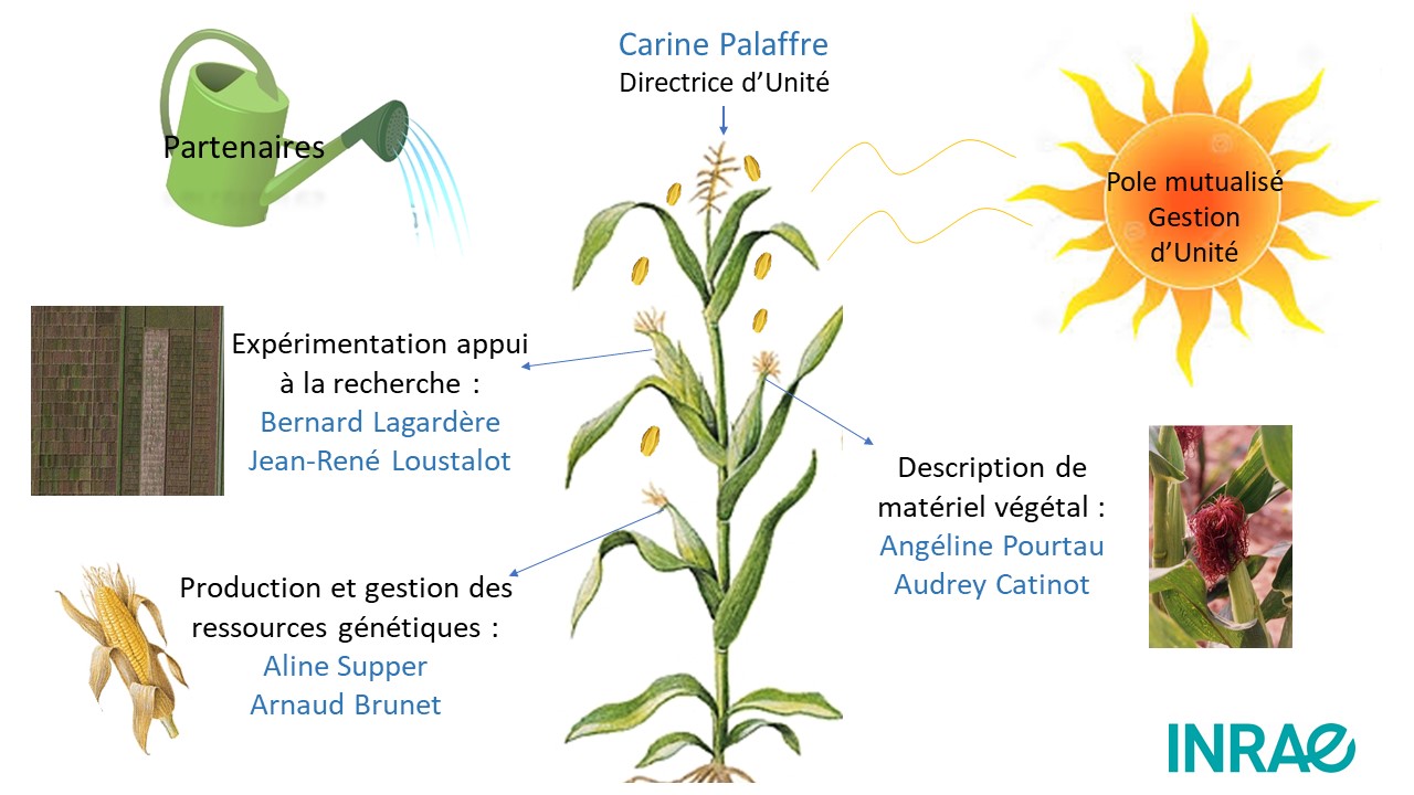 organigramme fonctionnel imagé