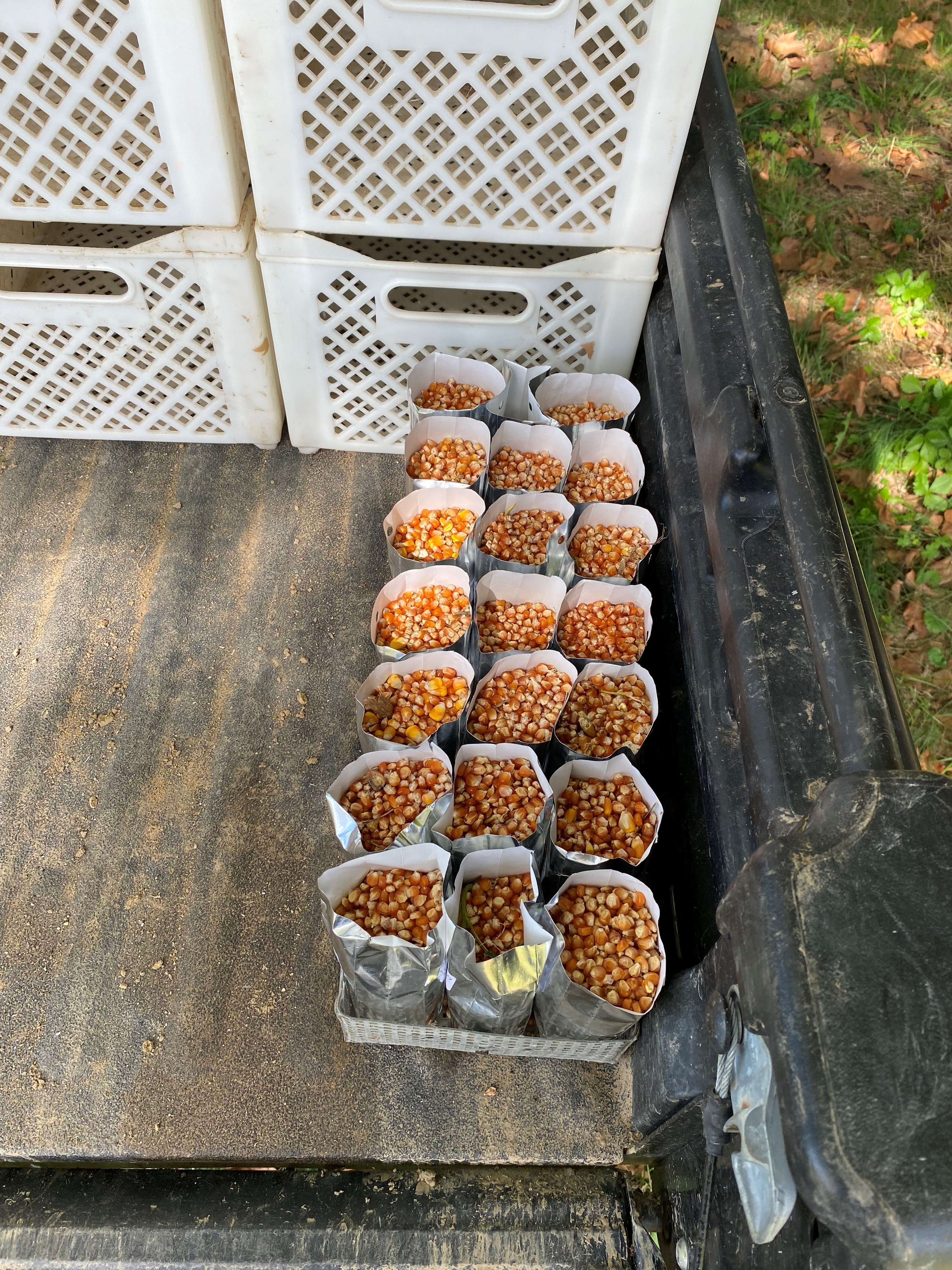 sachets grains récoltés sachets grains récoltés