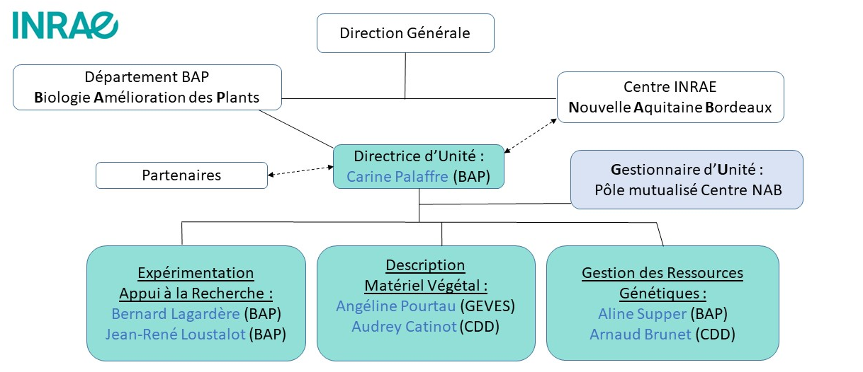 organigramme hiérarchique