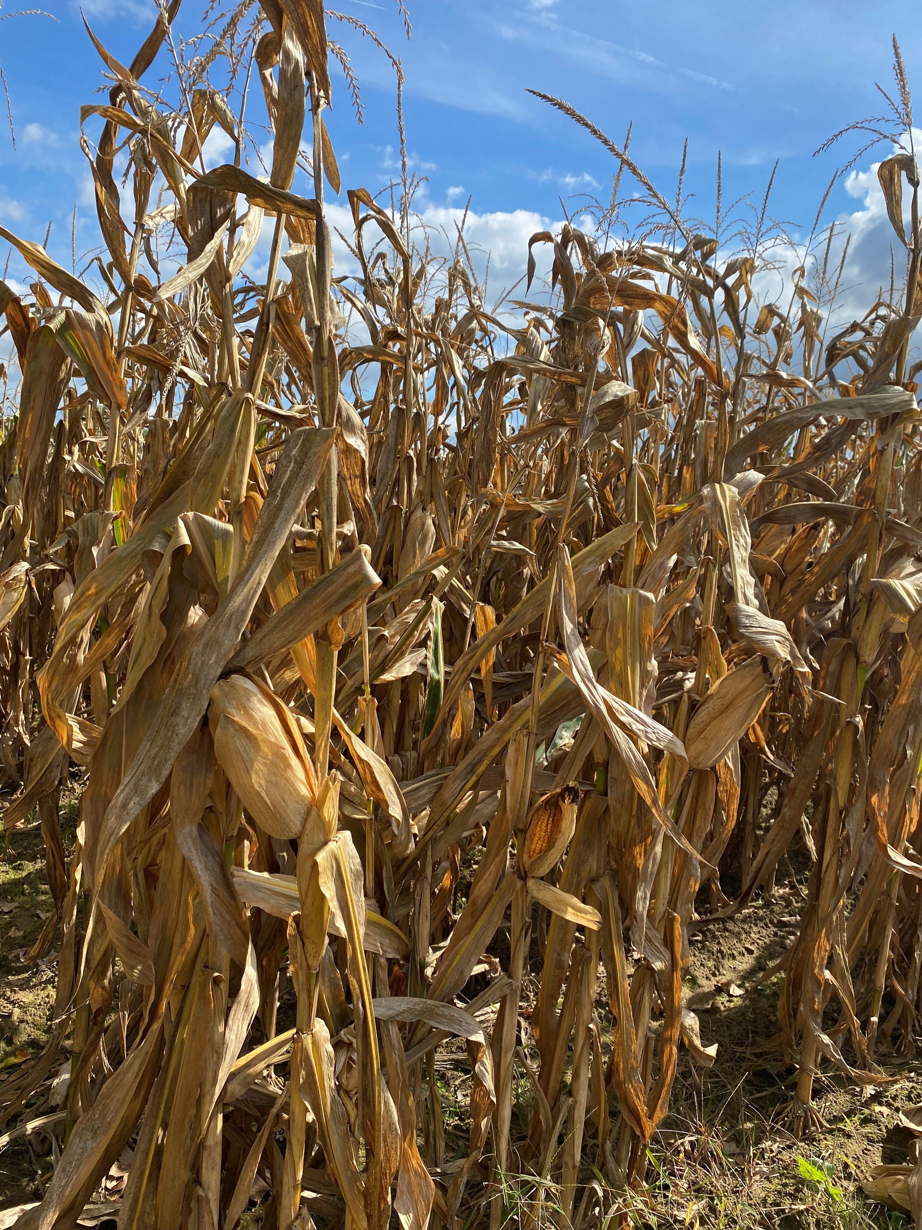 pieds maïs secs pieds maïs secs